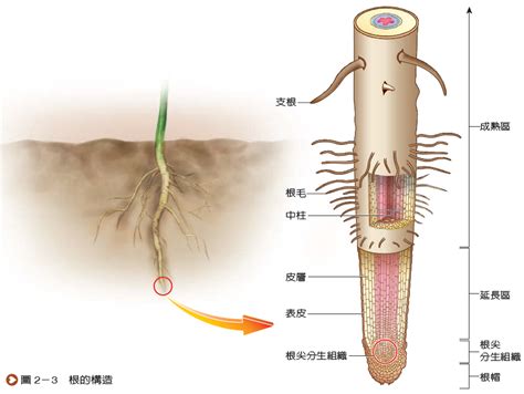 樹根位置|樹